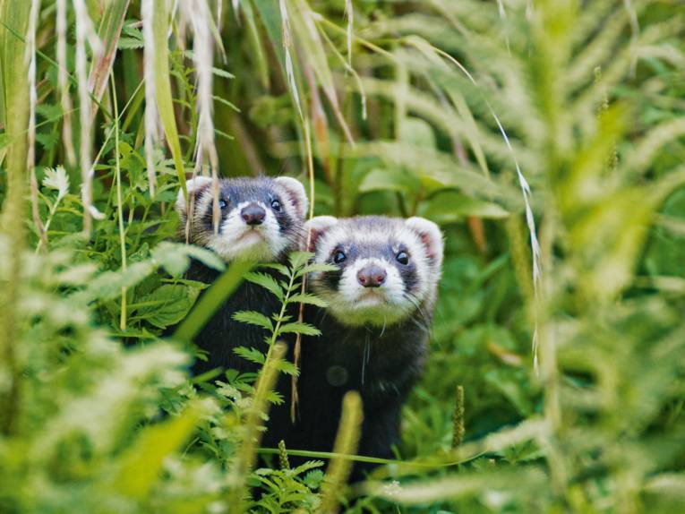 Tierisches Erlebnis in der Urlaubsregion Hannover